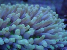 画像2: No.2 パラオクサビライシ　イエロー　　【人気No.1】 (2)