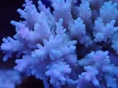 画像2: No.132 ツツハナガサミドリイシ (2)