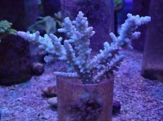 画像1: No.133 ボーンミドリイシ (1)