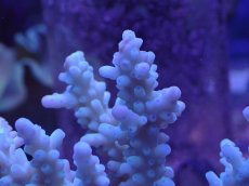 画像2: No.133 ボーンミドリイシ (2)