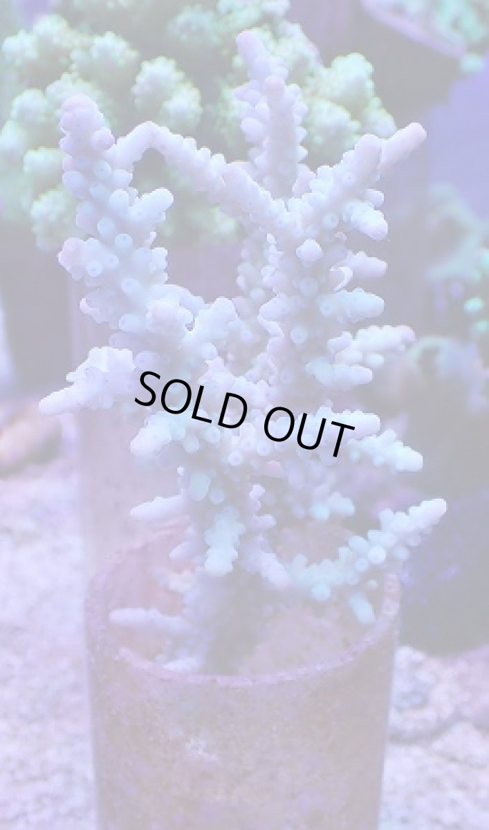 画像1: No.134 ボーンミドリイシ (1)