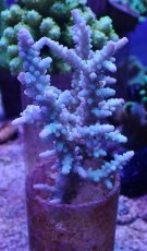 画像1: No.134 ボーンミドリイシ (1)