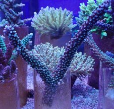 画像1: No.135 トゲスギノキミドリイシ (1)