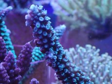 画像2: No.135 トゲスギノキミドリイシ (2)