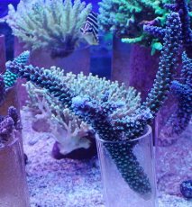 画像1: No.136 トゲスギノキミドリイシ (1)