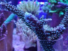 画像2: No.136 トゲスギノキミドリイシ (2)