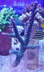 画像1: No.137 トゲスギノキミドリイシ (1)