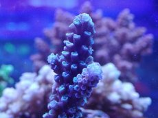 画像2: No.137 トゲスギノキミドリイシ (2)