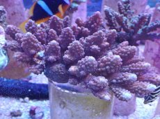 画像1: No.138 オーストラリア産 オヤユビミドリイシ (1)