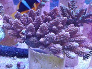 SPS全品 - AQUASTYLE YOU（アクアスタイルユー）