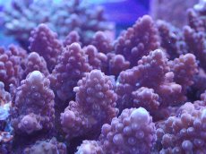 画像2: No.138 オーストラリア産 オヤユビミドリイシ (2)