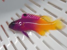 画像1: No.1　ロイヤルグラマ　一匹 (1)