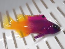 画像2: No.1　ロイヤルグラマ　一匹 (2)