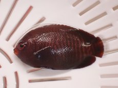 画像1: No.1 ゴールデンエンゼル　一匹 (1)