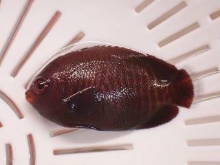 海水魚 を買うならアクアスタイルユー