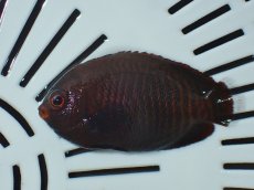 画像2: No.1 ゴールデンエンゼル　一匹 (2)