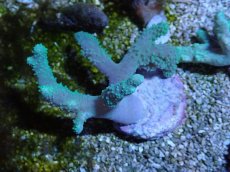 画像1: No.1 カワラフサトサカ　グリーン (1)