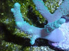 画像2: No.1 カワラフサトサカ　グリーン (2)