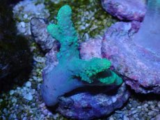 画像1: No.2 カワラフサトサカ　グリーン (1)