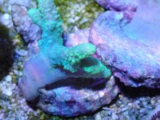 画像2: No.2 カワラフサトサカ　グリーン (2)