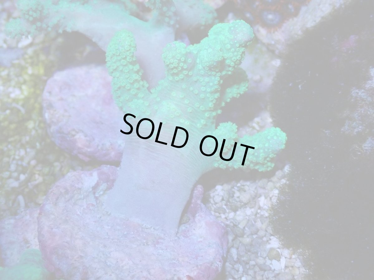 画像1: No.3 カワラフサトサカ　グリーン (1)