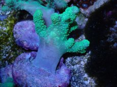 画像1: No.3 カワラフサトサカ　グリーン (1)