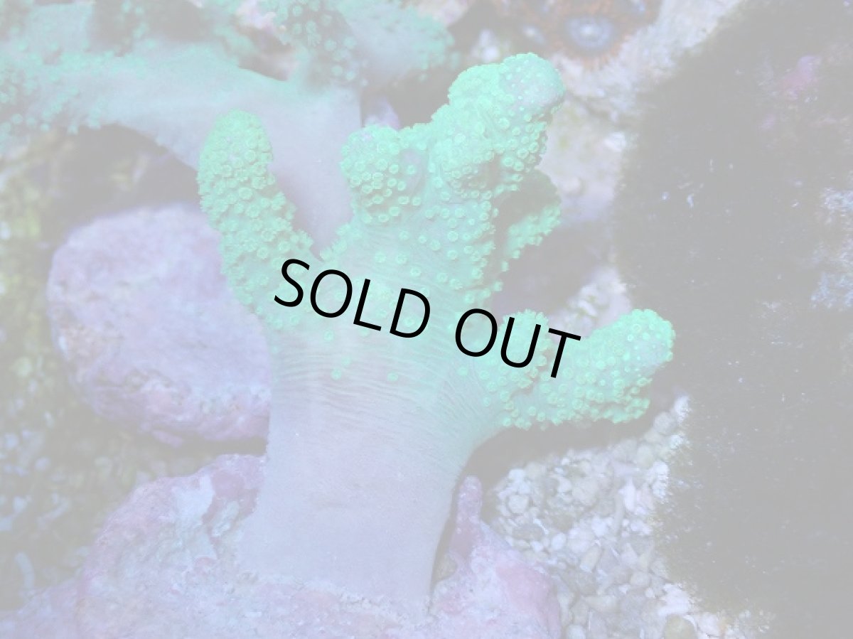 画像2: No.3 カワラフサトサカ　グリーン (2)