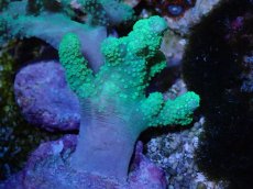 画像2: No.3 カワラフサトサカ　グリーン (2)