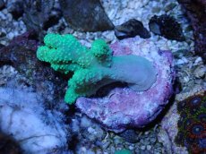 画像1: No.4 カワラフサトサカ　グリーン (1)