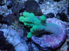 画像2: No.4 カワラフサトサカ　グリーン (2)