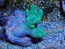 画像1: No.5 カワラフサトサカ　グリーン (1)