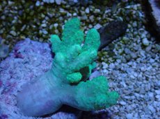 画像2: No.5 カワラフサトサカ　グリーン (2)