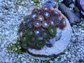 マメスナを買うならアクアスタイルユー｜大阪からサンゴを全国に販売し