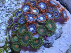 画像2: No.1 激レア産地 マメスナギンチャク (2)