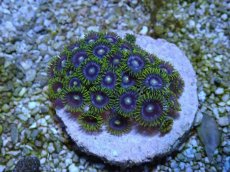 画像1: No.2 激レア産地 マメスナギンチャク (1)