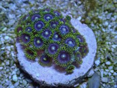 画像2: No.2 激レア産地 マメスナギンチャク (2)