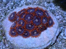 画像1: No.3 激レア産地 マメスナギンチャク (1)