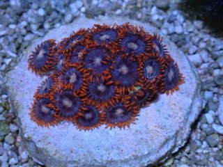 No.3 激レア産地 マメスナギンチャクを買うならアクアスタイルユー