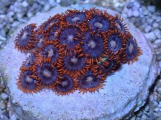 画像2: No.3 激レア産地 マメスナギンチャク (2)