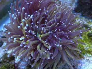 フラワーコーラルを買うならアクアスタイルユー｜大阪からサンゴを全国