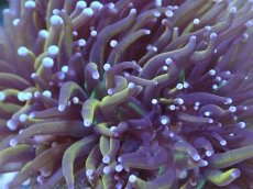 画像2: No.1 ゴールドトーチ　24K (2)