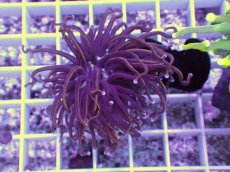 画像1: No.2 ゴールドトーチ　24K (1)