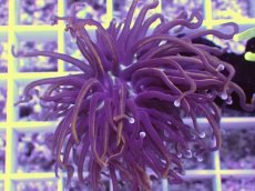 画像2: No.2 ゴールドトーチ　24K (2)