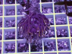 画像1: No.3 ゴールドトーチ　24K (1)