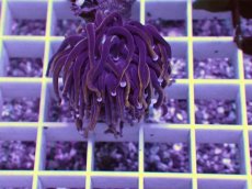 画像2: No.3 ゴールドトーチ　24K (2)