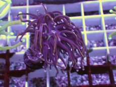 画像1: No.1 ホーリーグレイル　 (1)