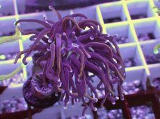 画像2: No.1 ホーリーグレイル　 (2)