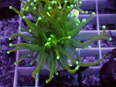 画像1: No.2 ホーリーグレイル　 (1)