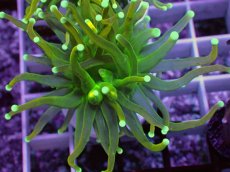 画像2: No.2 ホーリーグレイル　 (2)