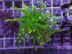 画像1: No.3 ホーリーグレイル　 (1)